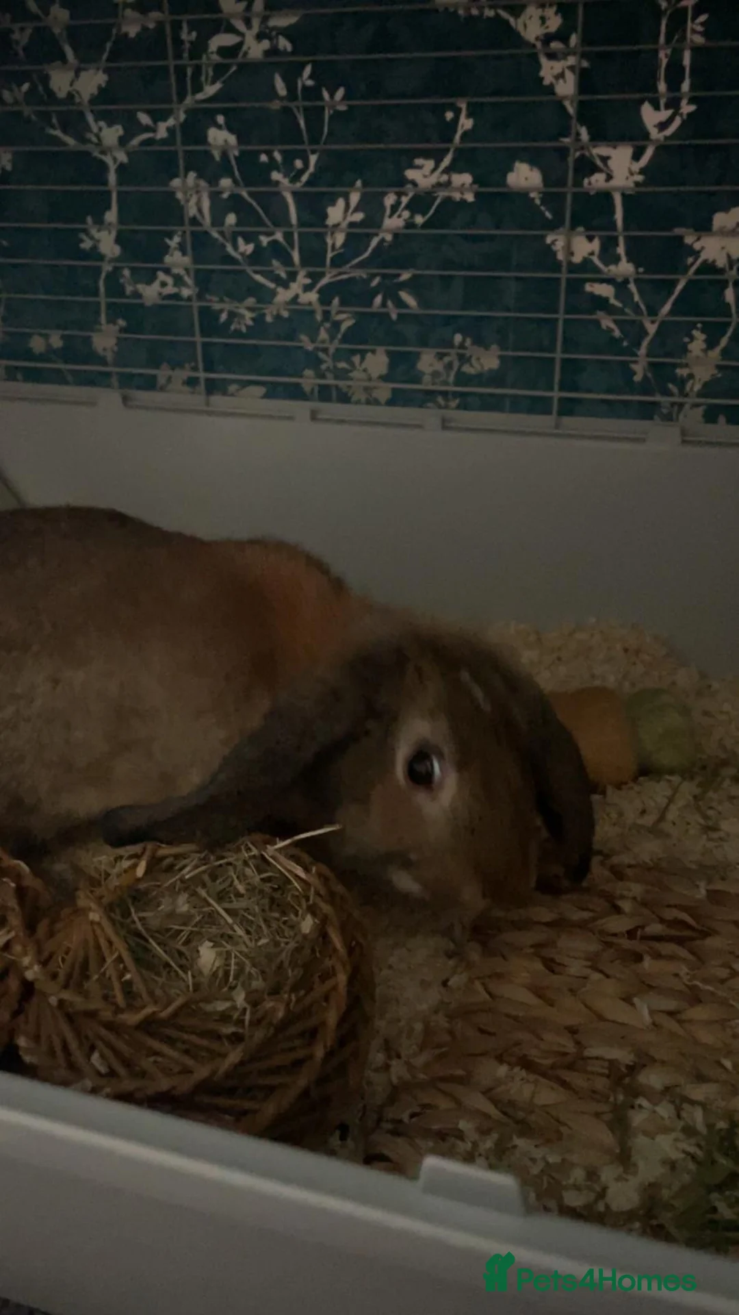 Mini Lop rabbits for sale: Beautiful buck needing loving home  - Advert 2
