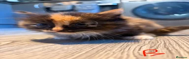 British Longhair 3