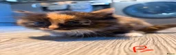 British Longhair cats for sale: Fluffy Kittens  - Advert 6