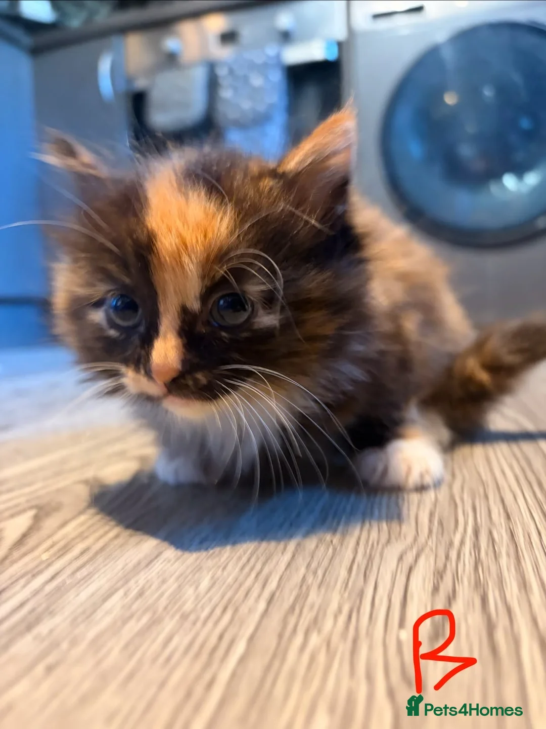 British Longhair cats for sale: Fluffy Kittens  - Advert 6