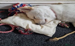 Mixed Breed dogs for sale: Chowski pups - Image 30