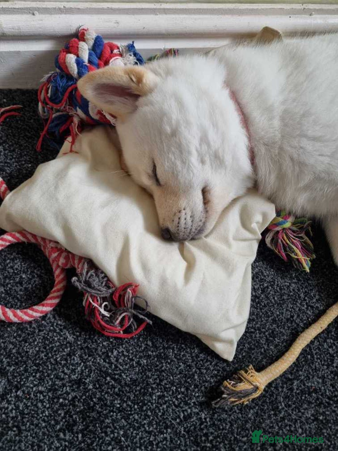 Mixed Breed dogs for sale: Chowski pups - Image 30