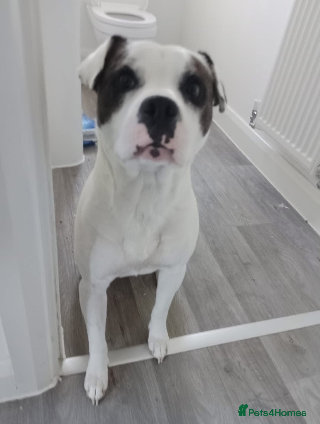 Staffordshire Bull Terrier dogs Male Staffordshire bull terrier  - Advert 1