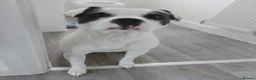 Staffordshire Bull Terrier dogs for sale: Male Staffordshire bull terrier  in Louth - Advert 1
