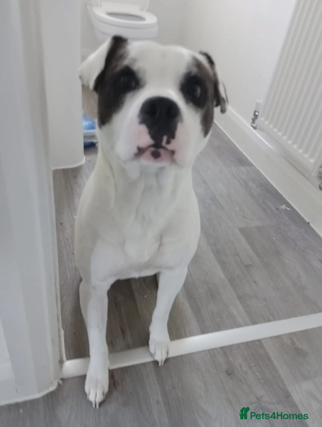 Staffordshire Bull Terrier dogs for sale: Male Staffordshire bull terrier  in Louth - Advert 1