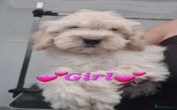 Cockapoo dogs for sale: Beautiful F1 Cockapoos- Ready Now  - Image 20