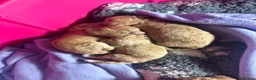 Maltipoo dogs for sale: Tiny Asian maltipoo - Advert 21