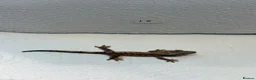 Gecko reptiles for sale: Baby crested geckos  - Advert 16