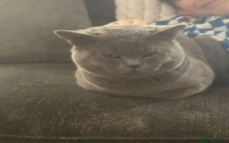 British Shorthair cats for sale: Beautiful British blue boy - Image 3