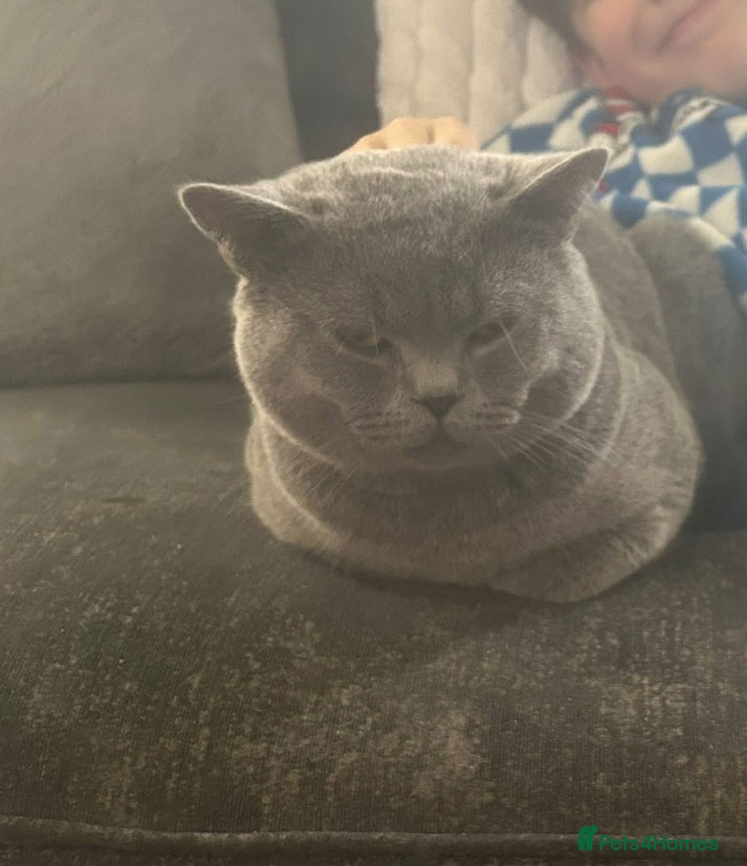 British Shorthair cats for sale: Beautiful British blue boy - Image 3