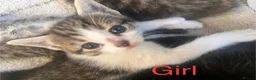 Mixed Breed cats for sale: Beautiful kittens - Advert 7