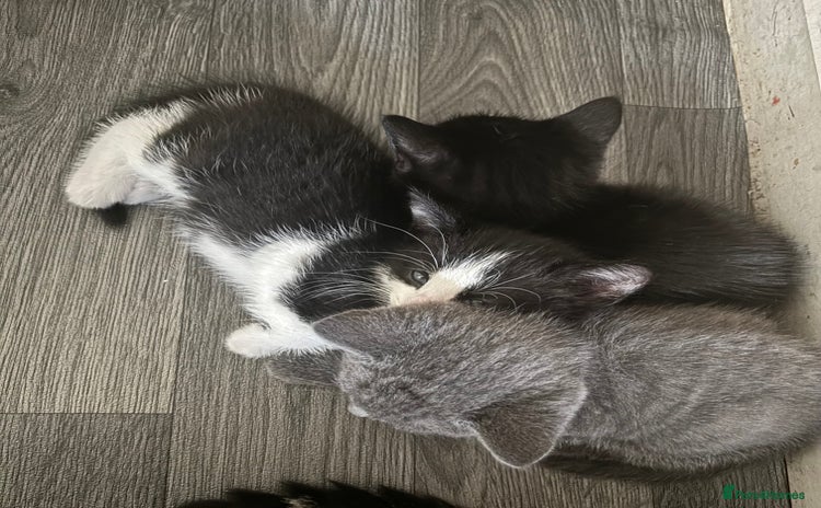 Mixed Breed cats - Advert 11