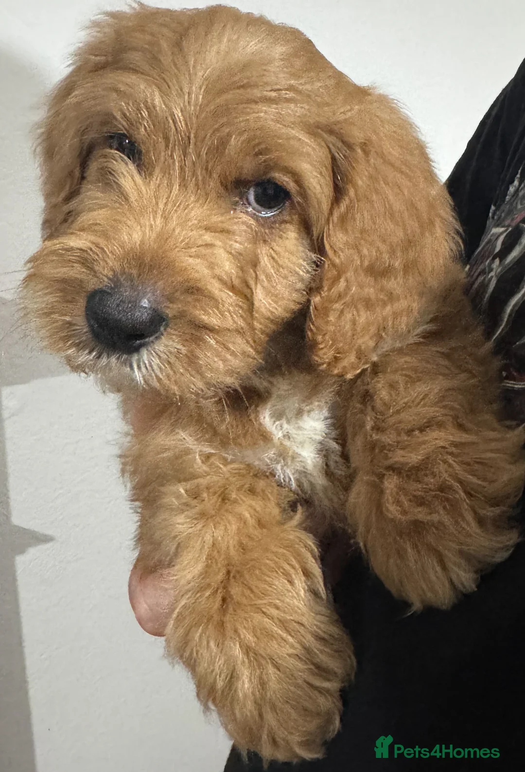 Australian Labradoodle dogs for sale: Multi-Gen Australian Labradoodle Puppies - Advert 10