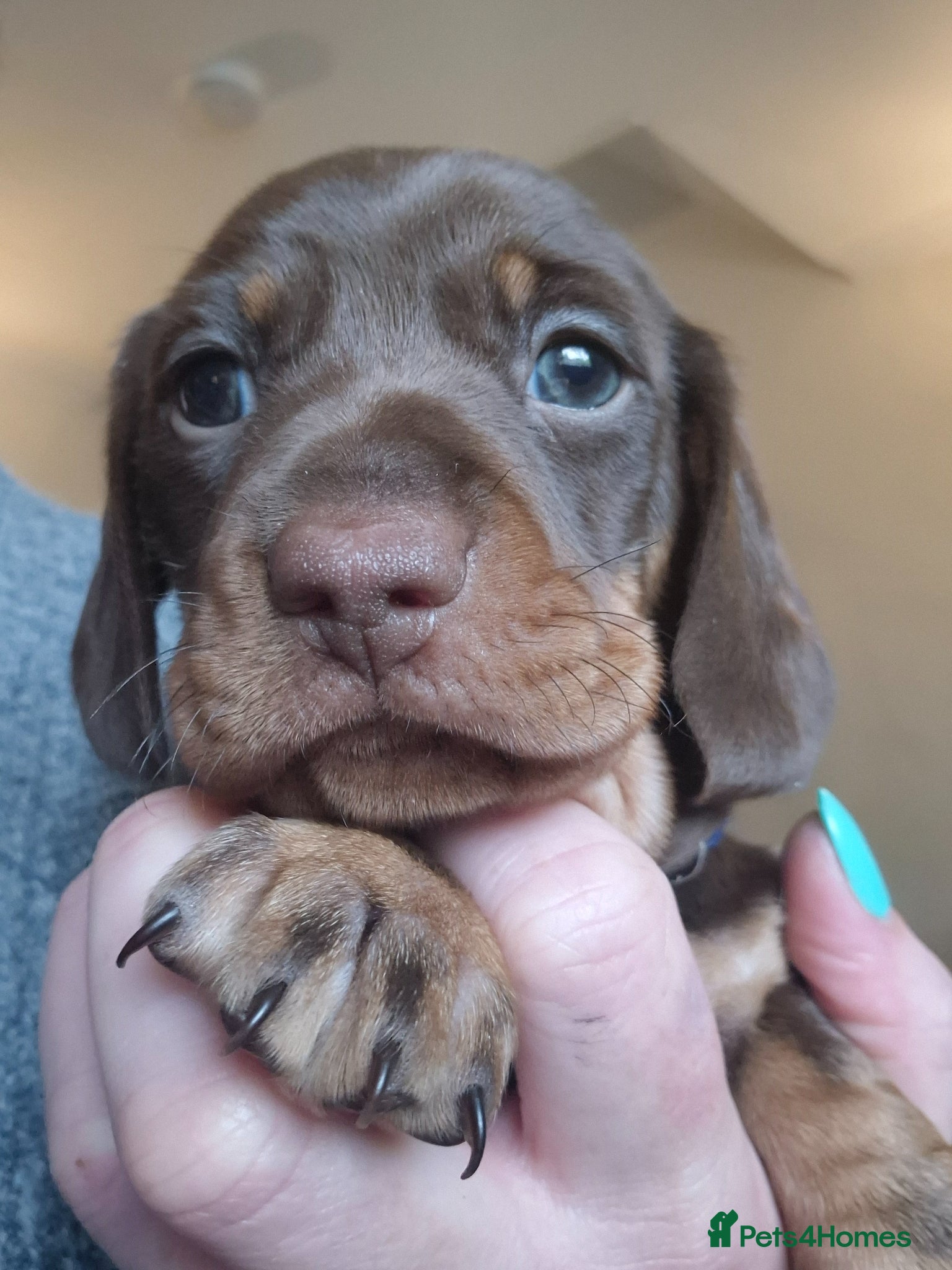 Dachshund dogs Miniature dauchound puppies  - Advert 2