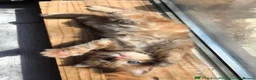 Mixed Breed cats for sale: 3 friendly and fluffy male kittens - Advert 12