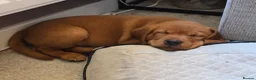 Labrador Retriever dogs for sale: KC Reg Fox Red Labrador Puppy - Advert 6