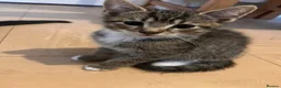 Mixed Breed cats for sale: Beautiful kittens - Advert 22