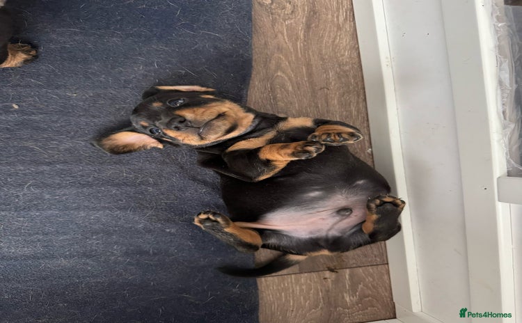 Miniature Dachshund dogs - Advert 14