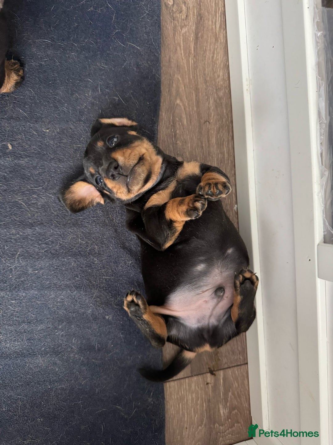 Miniature Dachshund dogs for sale: Miniature dachshund only boys left - Image 1