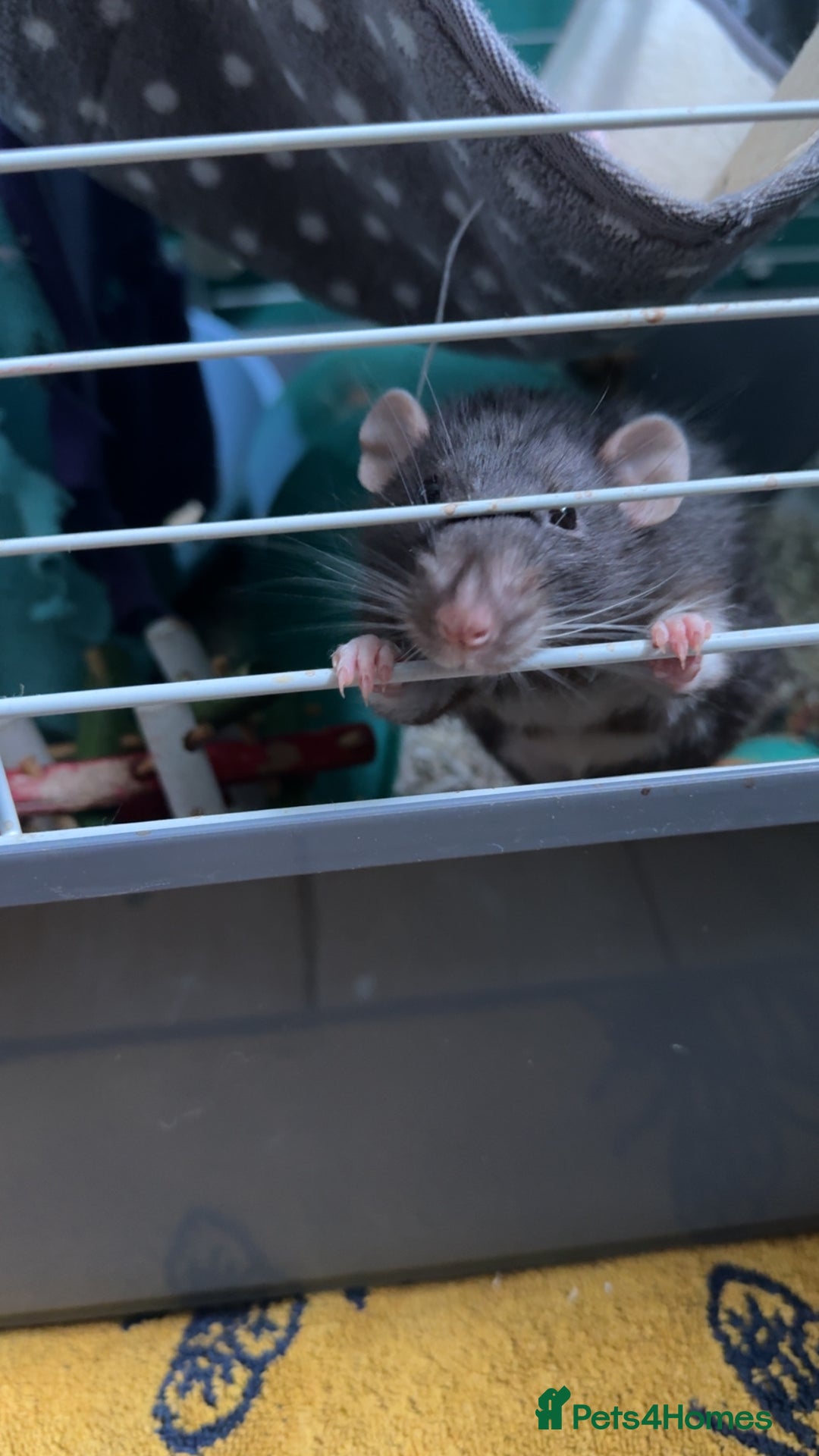 Rat rodents for sale: Male black and white rat  - Advert 1