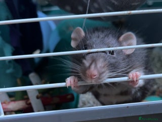 Rat rodents Male black and white rat - Advert 6