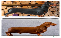 Dachshund dogs for sale: Waiting list now open - Image 9
