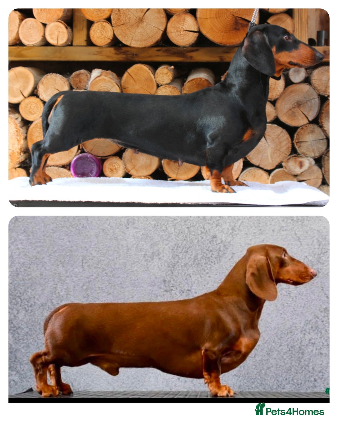 Dachshund dogs for sale: Waiting list now open - Image 9