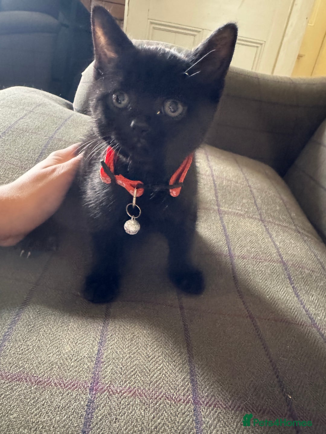 Mixed Breed cats for sale: 3 black British short haired x ragdoll kittens - Image 28