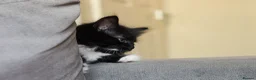 Turkish Angora cats for sale: Turkish Angora Mix Kittens - Advert 14