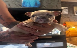 French Bulldog dogs for sale: 2 x French Bulldog Puppies (1 Boy & 1 Girl) - Image 5