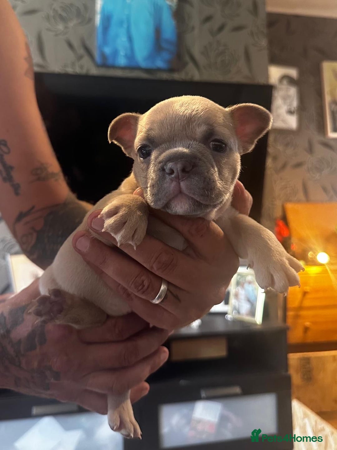 French Bulldog dogs for sale: 2 x French Bulldog Puppies (1 Boy & 1 Girl) - Image 5