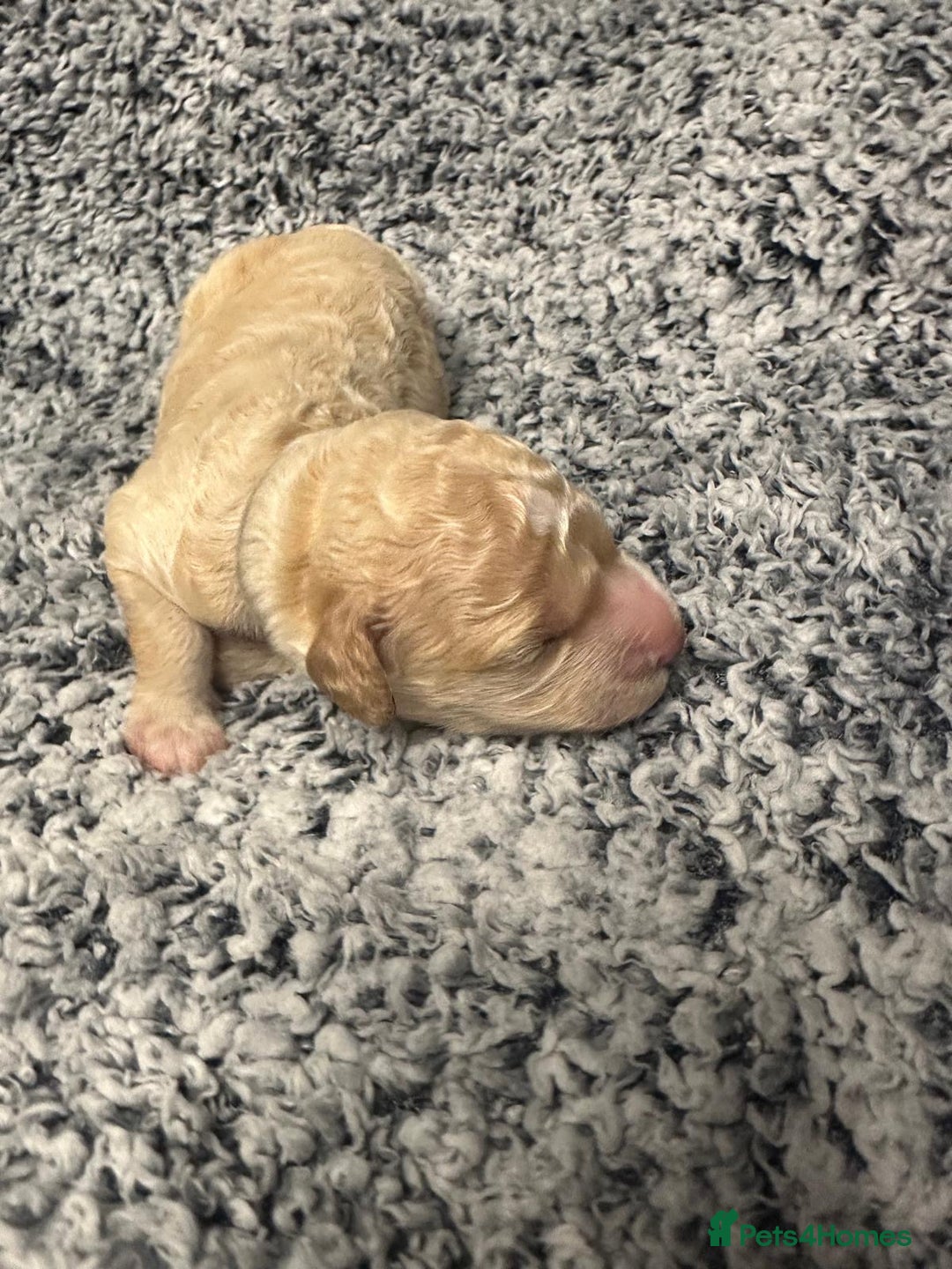 Miniature Poodle dogs for sale: Gorgeous pure bred miniature poodles - Advert 16