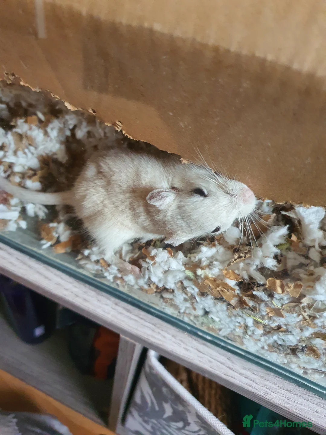 Gerbil rodents for sale: Pair of gerbils  - Advert 2