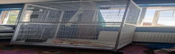 Budgerigars birds for sale: 3 budgies and full set up.. - Advert 3