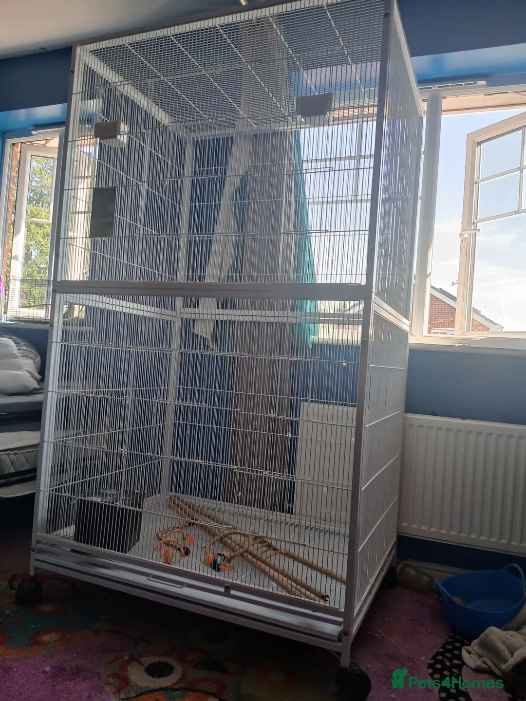 Budgerigars birds for sale: 3 budgies and full set up.. - Advert 3