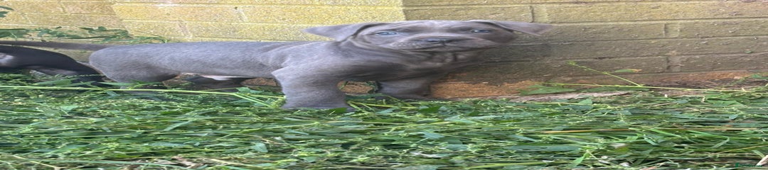 Cane Corso Puppy 1