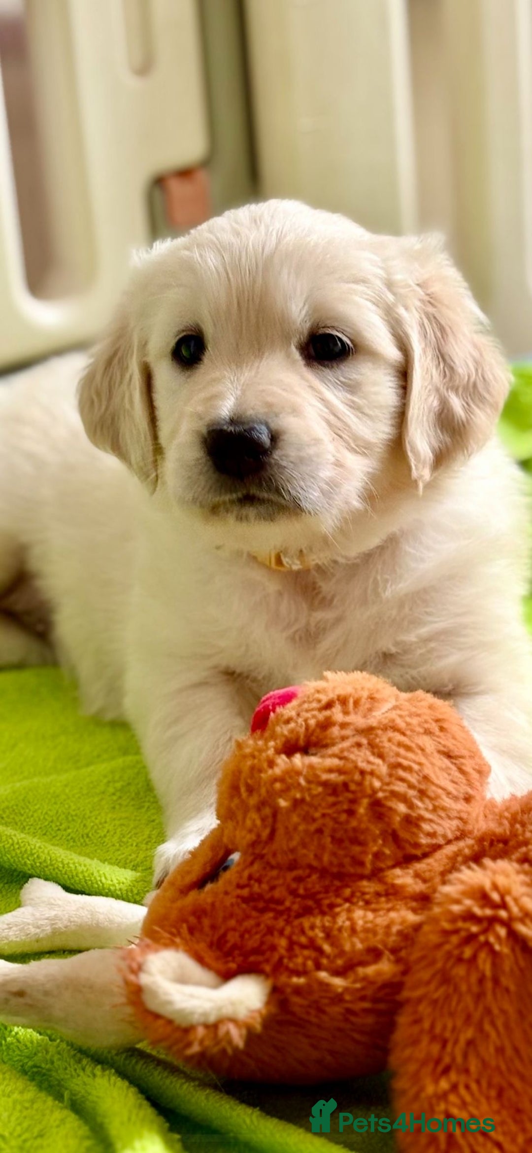 Golden Retriever dogs for sale: Golden Retrievers, Stunning Litter , Certificates  - Advert 14