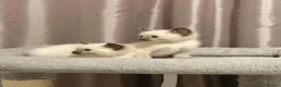 Siamese cats for sale: Fluffy Siamese x Ragdoll Kittens – Blue Eyes - Advert 28