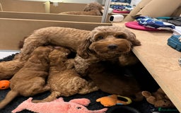 Cockapoo dogs for sale: F2 Cockapoo Puppies Ready for Forever Homes 🐶  - Image 10
