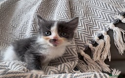 Mixed Breed cats for sale: Mix breed kittens  - Image 5
