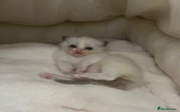 Ragdoll cats for sale: 🎀Beautiful Ragdoll kittens (TICA reg)🎀 - Image 20