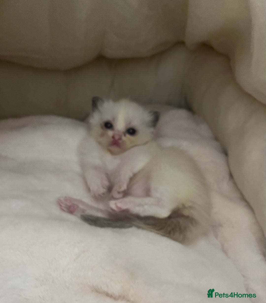 Ragdoll cats for sale: 🎀Beautiful Ragdoll kittens (TICA reg)🎀 - Image 20