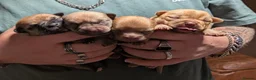 Pomchi dogs for sale: Pomchi puppies  - Advert 8