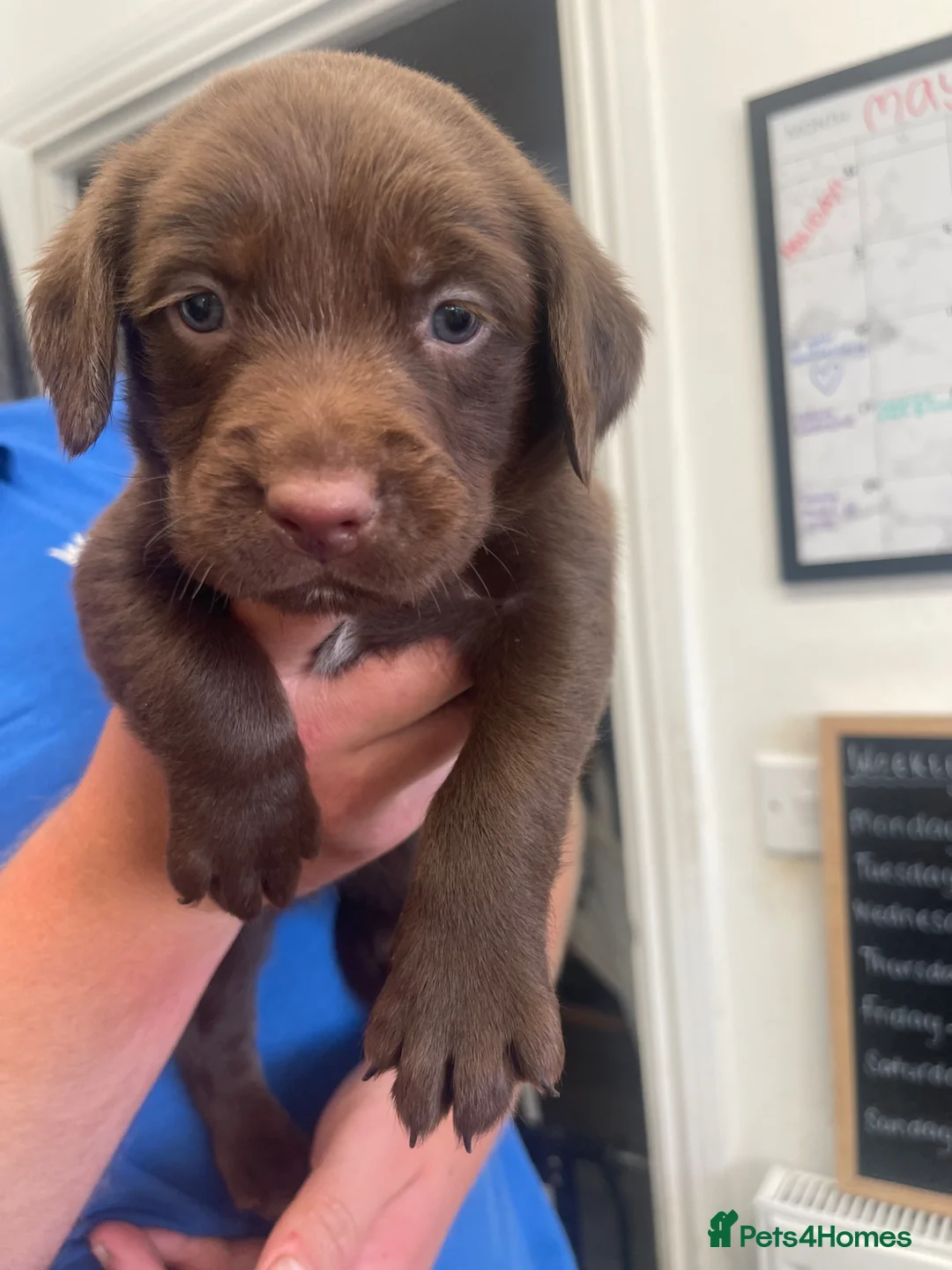 Springador dogs for sale: Mixed breed Springador puppies - Advert 2