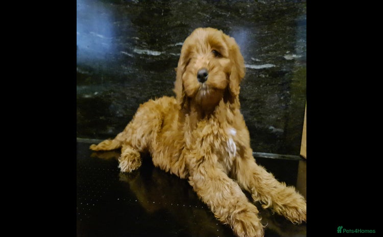Cockapoo dogs - Advert 15