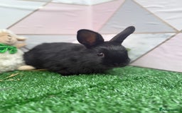 Mini Lop rabbits for sale: 🐰 Mini Lop X Baby Bunnies for Sale! 🐰 - Image 8
