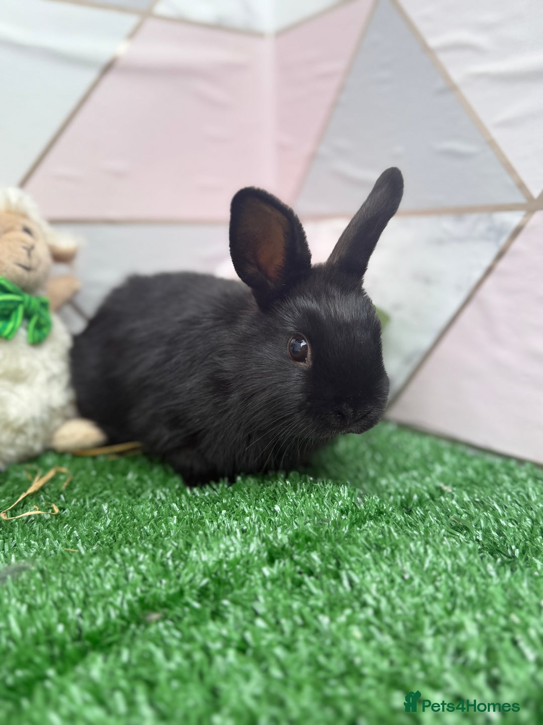 Mini Lop rabbits for sale: 🐰 Mini Lop X Baby Bunnies for Sale! 🐰 - Image 8