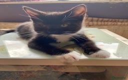 Mixed Breed cats for adoption: Rescue kittens bonded pair of girls abandoned - Image 6