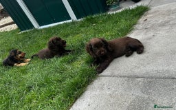 Cocker Spaniel dogs for sale: Show type cocker spaniel puppies  - Image 18
