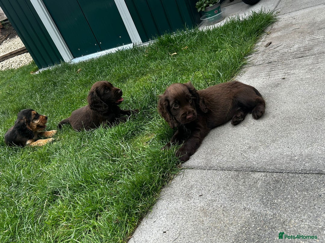 Cocker Spaniel dogs for sale: Show type cocker spaniel puppies  - Image 18